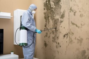 A technician cleaning mold damage in a home.