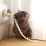 Rat,Near,Power,Socket,Indoors.,Pest,Control