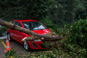 A tree that has fallen on a vehicle covered by comprehensive insurance.